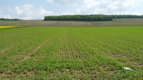 Le chanvre doit être implanté dans un sol suffisamment réchauffé pour garantir son pouvoir couvrant.